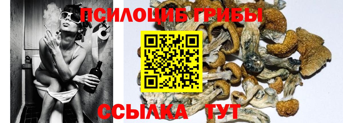 Касимов  Галлюциногенные грибы Psilocybe  Вход с VPN 